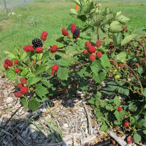 Natchez Blackberry | Growing blackberries, Blackberry plants, Plant ...