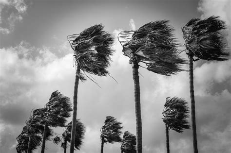 Palm Trees Wind Windy - Free photo on Pixabay