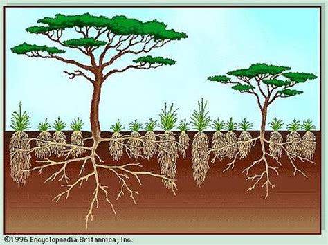 Plants - Tour the savanna