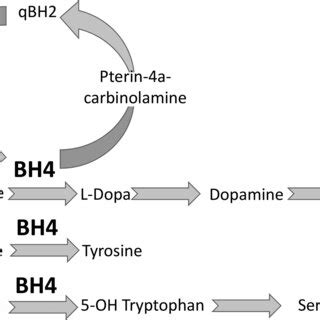 BH4 metabolism and function. GTP, guanosine triphosphate; BH4 ...