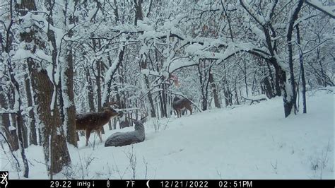 Two Bucks In The Snow - YouTube