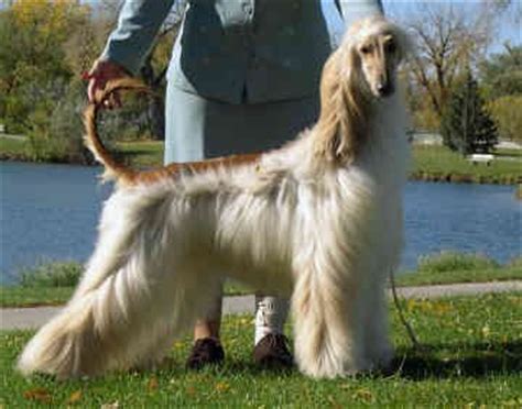 Afghan Hound Names | Afghan Hound Colors | Dog Breeds Index