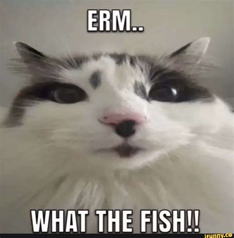 ERM... WHAT THE FISH!! - iFunny