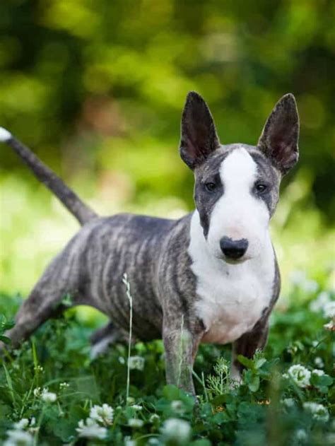 5 Gorgeously Unique Bull Terrier Colors - PupVine