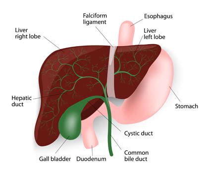 Open Cholecystectomy | Orange County Surgeons