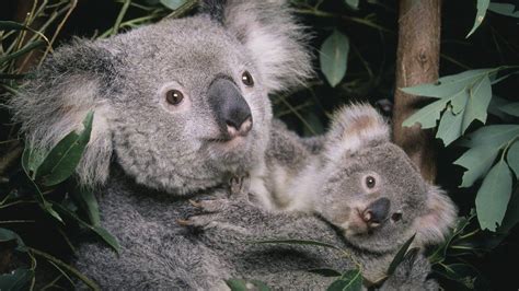 Koalas: Australia lists marsupial as endangered species - BBC News