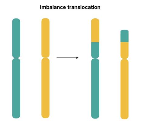 What is Chromosomal Translocation?- Definition, Mechanism and Types - KaryotypingHub ...