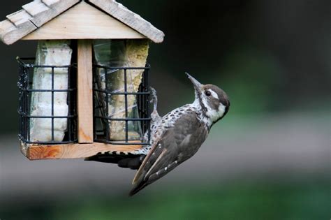 Winter Bird Feeding | Blain's Farm & Fleet Blog