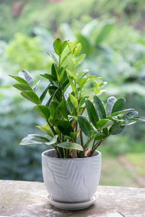 Top 10 Indoor Plants To Buy At Home Depot