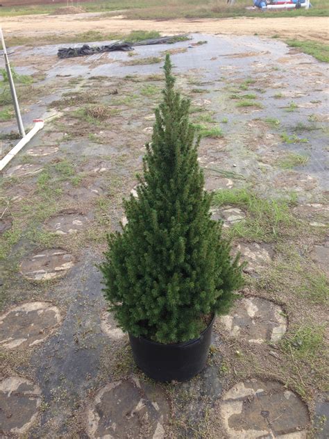 Spruce 'Dwarf Alberta - Picea glauca 'Conica' – Bay Gardens