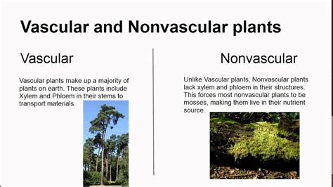 Nonvascular vs Vascular plants - YouTube