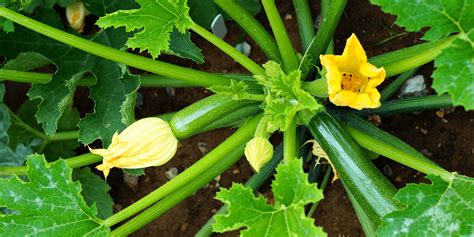 When to Harvest Summer Squash | Platt Hill Nursery | Blog & Advice