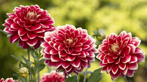 How to grow Dahlia tubers - Gardening Express Knowledge Hub