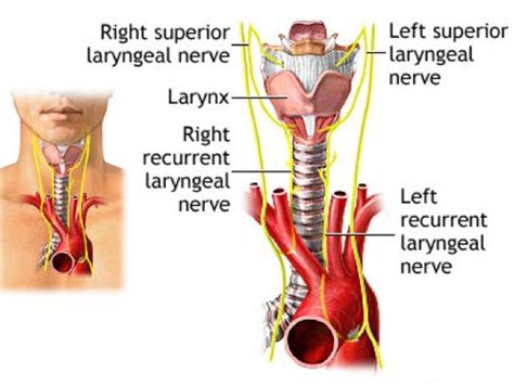 Left Recurrent Laryngeal Nerve Ligamentum Arteriosum