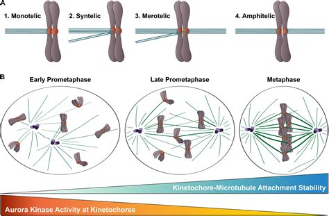 Frontiers | Hec1/Ndc80 Tail Domain Function at the Kinetochore-Microtubule Interface