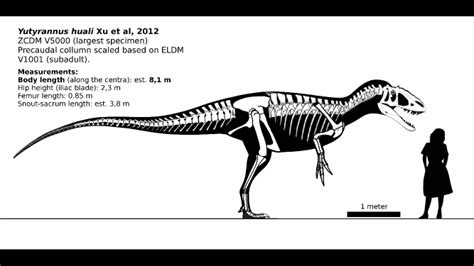 Sinraptor dongi v Yutyrannus huali - Carnivora