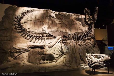 A dinosaur exhibit at the Royal Tyrrell Museum in Drumheller, Canada. | Animales prehistóricos ...