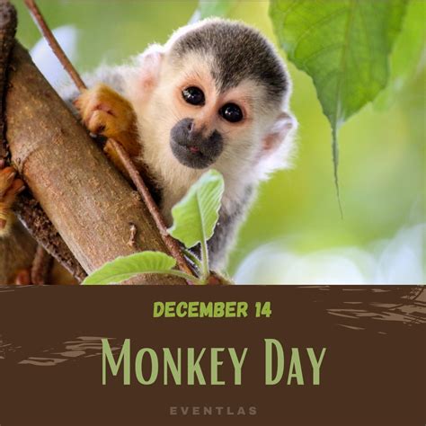 Monkey Day 2024 | Eventlas