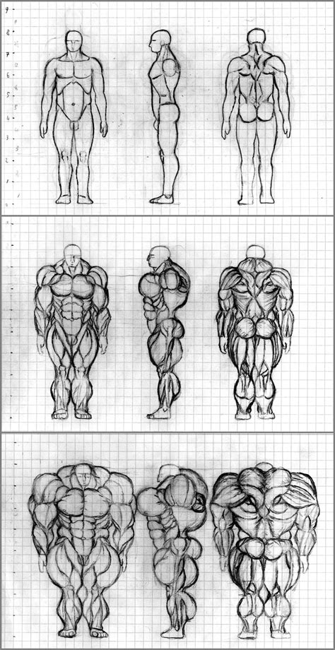 Muscle growth ref sketch by Raikuen on DeviantArt