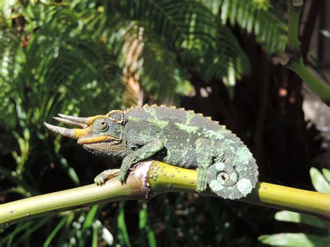 Leapin’ Lizards! Hawaii’s Geckos, Skinks, and Anoles | Lyman Museum