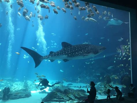 Benning WTB Soldiers swim with whale sharks at Georgia Aquarium | Article | The United States Army