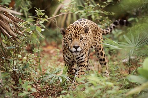 Jaguar in Belize | Good Nature Travel Blog