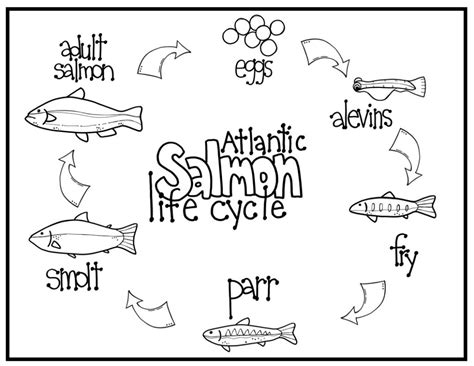 Salmon Life Cycle Worksheet