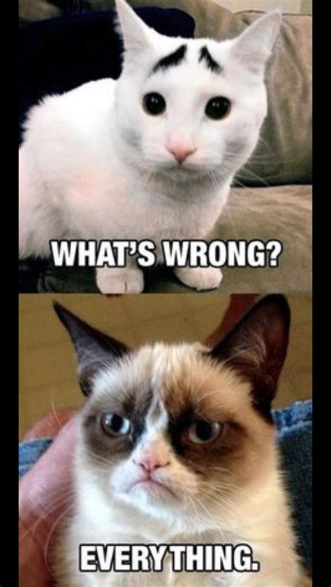 Pin by Op Boyma on Funny | Funny grumpy cat memes, Grumpy cat meme, Grumpy cat quotes