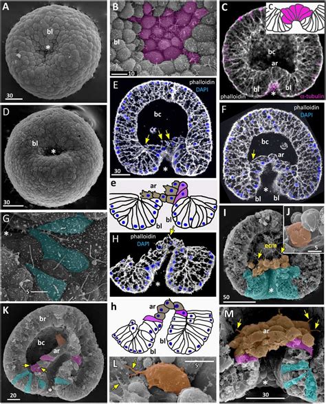 Aurelia aurita embryos at the mid-gastrula stage. (A-F) Gradual... | Download Scientific Diagram