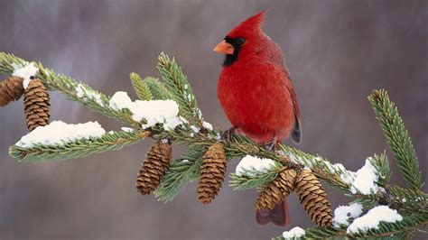 Backgrounds For > Winter Cardinal Wallpaper | Winter bird, Animal wallpaper, Beautiful birds