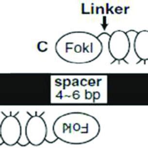 Structure of Zinc Finger Nucleases, target sequence represented in... | Download Scientific Diagram