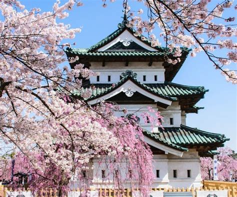 Best Cherry Blossom Festivals & Viewing Locations | JRailPass