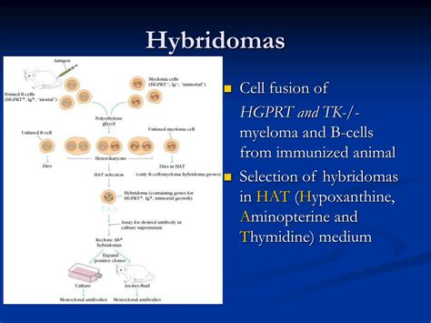 PPT - Seminar of Cell Culture Techniques PowerPoint Presentation, free download - ID:794382