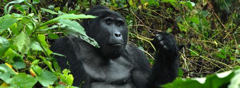 Gorilla trekking in Mgahinga gorilla national park in Uganda