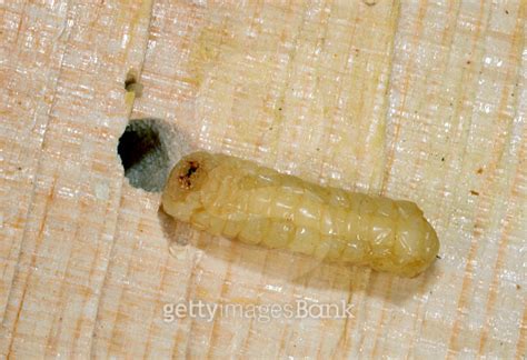 Spruce Borer Beetle Larvae 이미지 (639240646) - 게티이미지뱅크