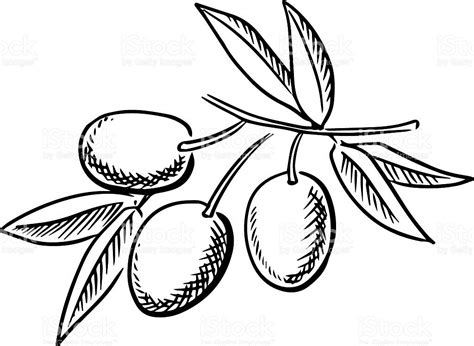 Olive Drawing at GetDrawings | Free download