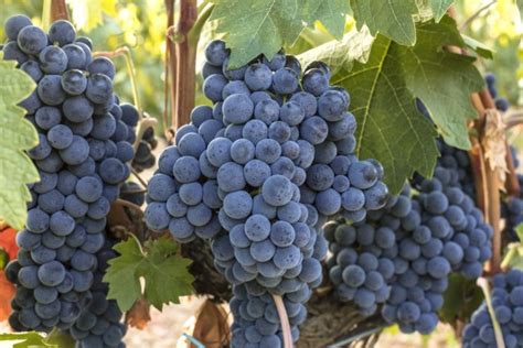 A beginners guide to Grenache wine – Recette