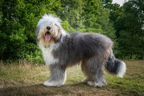 Old English Sheepdog Breed Guide & Insurance Plan | Healthy Paws Pet ...