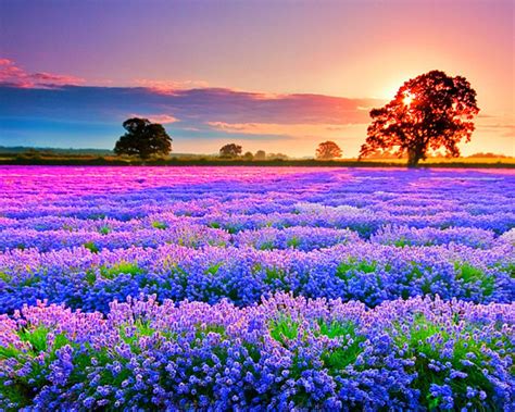 Beautiful Purple Flower Field at Sunset