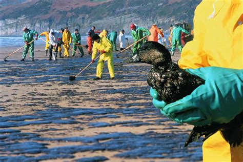 5 Environmental Consequences of Oil Spills
