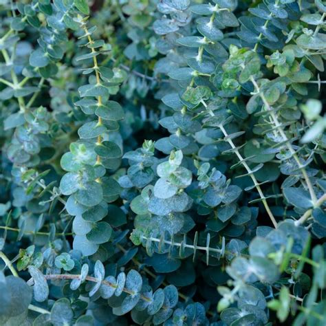 Baby Blue Eucalyptus Seeds 5212 | OSC Seeds