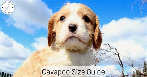 Cavapoo Size - How Big Do Full Grown Cavapoos Get?