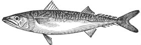 Mackerel - Wikipedia