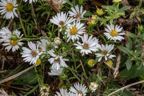 "What's Blooming Now" : Calico Aster (Symphyotrichum lateriflorum L)