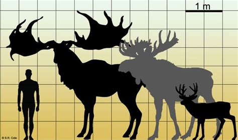 Irish elk (Megaloceros giganteus) vs Moose (Alces alces) vs White ...