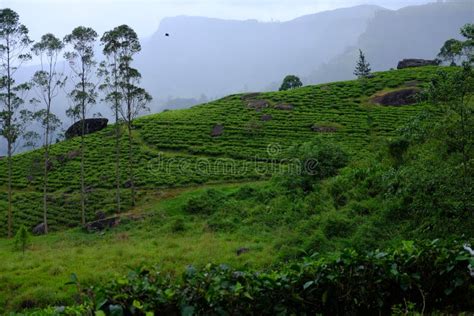 Nuwara Eliya Tea Plantations. Sri Lanka Stock Image - Image of holy, lanka: 168643515