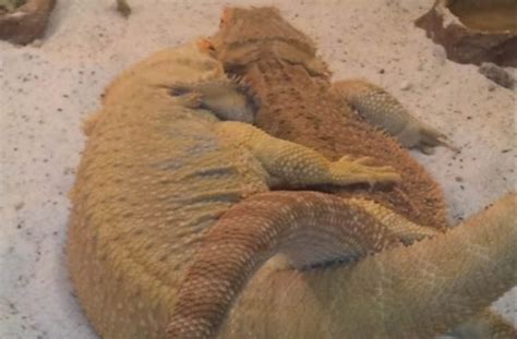 Bearded Dragon Breeding - Mating, Egg Laying and Incubation | Pet Care ...