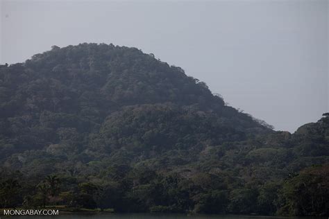 Forest in the Panama Canal watershed