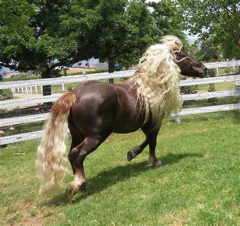 Beautiful!!! | Horses, Pretty horses, Beautiful horses