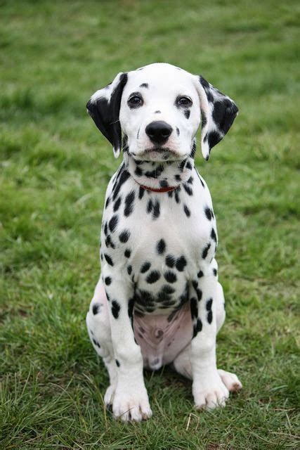 most unique dog: 3 Top Amazing Cute Dalmatian Puppies